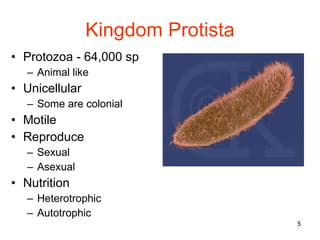 Kingdom Protista Protozoa - 64,000 sp Animal like Unicellular Some are colonial Motile Reproduce Sexual Asexual Nutrition Heterotrophic Autotrophic 