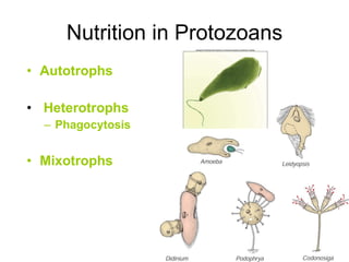 Nutrition in Protozoans Autotrophs   Heterotrophs   Phagocytosis Mixotrophs   