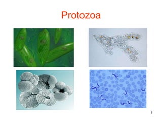Protozoa 