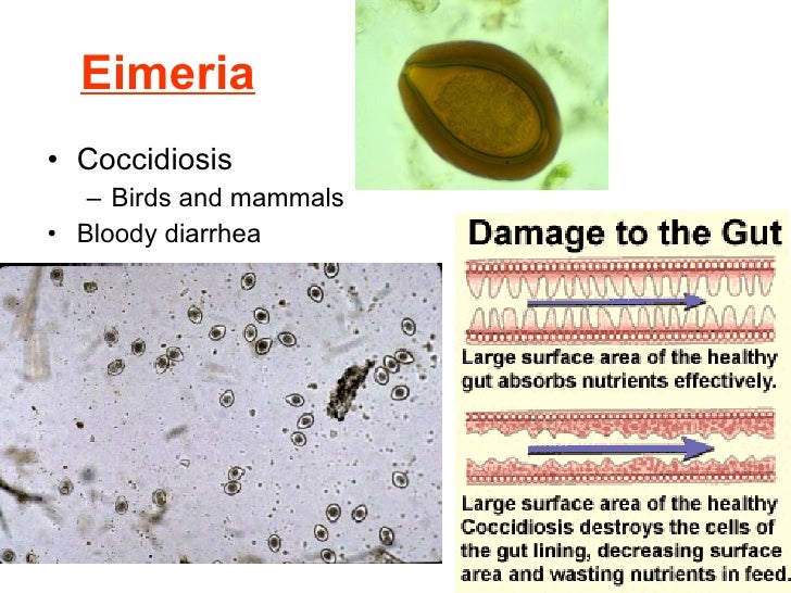 Essays Concerning Entamoeba Histolytica Infections - Services on Demand