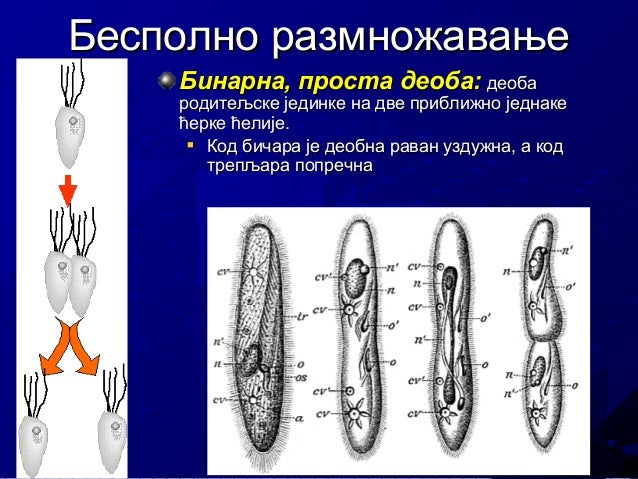 Protista 101208023905-phpapp02