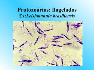 Protozoários: flagelados
Ex:Leishmannia brasiliensis
 