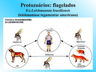 Protozoários: flagelados
      Ex:Leishmannia brasiliensis
(leishmaniose tegumentar americana)
 