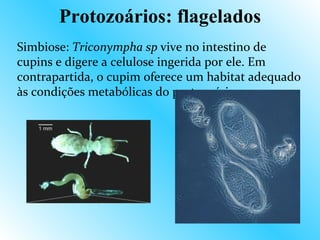 Protozoários: flagelados
Simbiose: Triconympha sp vive no intestino de
cupins e digere a celulose ingerida por ele. Em
contrapartida, o cupim oferece um habitat adequado
às condições metabólicas do protozoário.
 