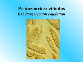 Protozoários: ciliados
Ex: Paramecium caudatum
 