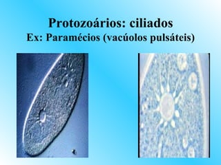 Protozoários: ciliados
Ex: Paramécios (vacúolos pulsáteis)
 