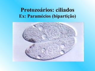Protozoários: ciliados
Ex: Paramécios (bipartição)
 