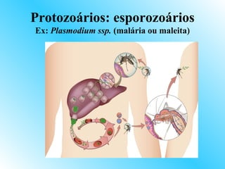 Protozoários: esporozoários
Ex: Plasmodium ssp. (malária ou maleita)
 