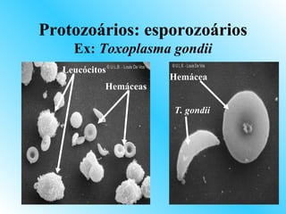 Protozoários: esporozoários
     Ex: Toxoplasma gondii
   Leucócitos
                       Hemácea
            Hemáceas

                       T. gondii
 