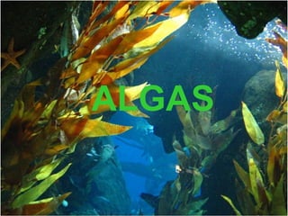 ALGAS
 