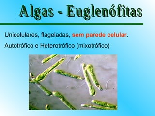 Unicelulares, flageladas, sem parede celular.
Autotrófico e Heterotrófico (mixotrófico)
 