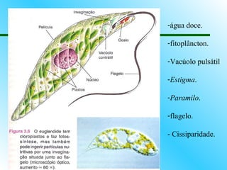 -água doce.

-fitoplâncton.

-Vacúolo pulsátil

-Estigma.

-Paramilo.

-flagelo.

- Cissiparidade.
 