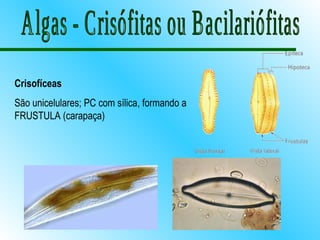 Crisofíceas
São unicelulares; PC com sílica, formando a
FRUSTULA (carapaça)
 