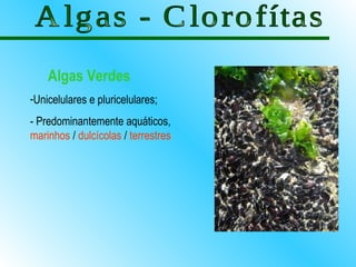 Algas Verdes
-Unicelulares e pluricelulares;
- Predominantemente aquáticos,
marinhos / dulcícolas / terrestres
 
