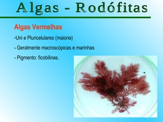 Algas Vermelhas
-Uni e Pluricelulares (maioria)
- Geralmente macroscópicas e marinhas
- Pigmento: ficobilinas.
 