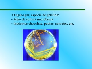 O agar-agar, espécie de gelatina:
- Meio de cultura microbiana
- Indústrias chocolate, pudins, sorvetes, etc.
 