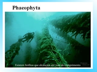 Existem feófitas que alcançam até 70m de comprimento
 