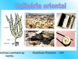 Feofícea Laminaria sp.   Rodofícea Porphyra - nori
      kombu
 