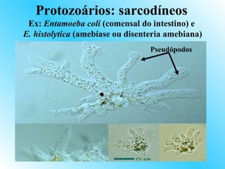 Protozoários: sarcodíneos
 Ex: Entamoeba coli (comensal do intestino) e
E. histolytica (amebíase ou disenteria amebiana)
                                  Pseudópodos
 