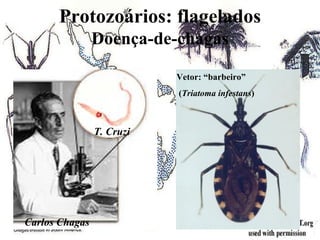Protozoários: flagelados
                Doença-de-chagas

                           Vetor: “barbeiro”
                           (Triatoma infestans)



                T. Cruzi




Carlos Chagas
 