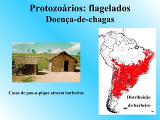 Protozoários: flagelados
                  Doença-de-chagas




Casas de pau-a-pique atraem barbeiros
                                        Distribuição
                                        do barbeiro
 