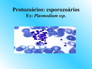Protozoários: esporozoários
     Ex: Plasmodium ssp.
 
