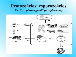 Protozoários: esporozoários
 Ex: Toxoplasma gondii (toxoplasmose)
 