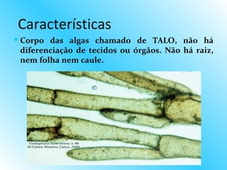 Características
 Corpo das algas chamado de TALO, não há
  diferenciação de tecidos ou órgãos. Não há raiz,
  nem folha n...