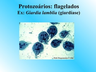 Protozoários: flagelados
Ex: Giardia lamblia (giardíase)
 