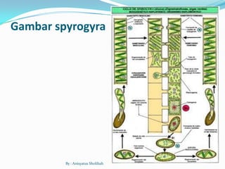 Protista