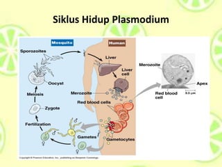 Siklus Hidup Plasmodium
 