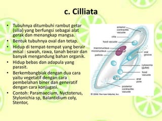 c. Cilliata
• Tubuhnya ditumbuhi rambut getar
(silia) yang berfungsi sebagai alat
gerak dan menangkap mangsa.
• Bentuk tubuhnya oval dan tetap.
• Hidup di tempat-tempat yang berair
misal : sawah, rawa, tanah berair dan
banyak mengandung bahan organik.
• Hidup bebas dan adapula yang
parasit.
• Berkembangbiak dengan dua cara
yaitu vegetatif dengan cara
pembelahan biner dan generatif
dengan cara konjugasi.
• Contoh: Paramaecium, Nyctoterus,
Stylonichia sp, Balantidium coly,
Stentor,
 