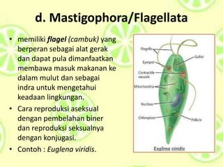 d. Mastigophora/Flagellata
• memiliki flagel (cambuk) yang
berperan sebagai alat gerak
dan dapat pula dimanfaatkan
membawa masuk makanan ke
dalam mulut dan sebagai
indra untuk mengetahui
keadaan lingkungan.
• Cara reproduksi aseksual
dengan pembelahan biner
dan reproduksi seksualnya
dengan konjugasi.
• Contoh : Euglena viridis.
 
