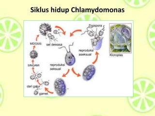 Siklus hidup Chlamydomonas
 