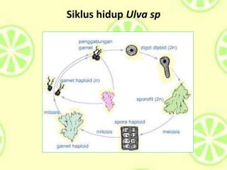 Siklus hidup Ulva sp
 