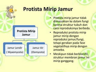 Protista Mirip Jamur
• Protista mirip jamur tidak
dimasukkan ke dalam fungi
karena struktur tubuh dan
cara reproduksinya berbeda.
• Reproduksi protista mirip
jamur mirip dengan
reproduksi jamur/fungi,
tetapi gerakan pada fase
vegetatifnya mirip dengan
amoeba.
• Meskipun tidak berklorofil,
struktur membran jamur ini
mirip ganggang.
Protista Mirip
Jamur
Jamur Lendir
( Myxomycota)
Jamur Air
(Oomycota)
 