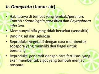 b. Oomycota (Jamur air)
• Habitatnya di tempat yang lembab/perairan.
Contoh : Saprolegnia parasitica dan Phytophtora
infestans
• Mempunyai hifa yang tidak bersekat (senositik)
• Dinding sel dari selulosa
• Reproduksi vegetatif dengan cara membentuk
zoospora yang memiliki dua flagel untuk
berenang.
• Reproduksi generatif dengan cara fertilisasi yang
akan membentuk zigot yang tumbuh menjadi
oospora.
 