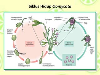 Siklus Hidup Oomycota
 