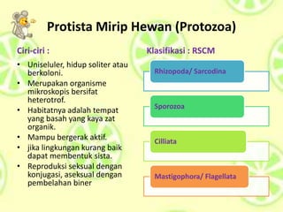 Protista Mirip Hewan (Protozoa)
Ciri-ciri :
• Uniseluler, hidup soliter atau
berkoloni.
• Merupakan organisme
mikroskopis bersifat
heterotrof.
• Habitatnya adalah tempat
yang basah yang kaya zat
organik.
• Mampu bergerak aktif.
• jika lingkungan kurang baik
dapat membentuk sista.
• Reproduksi seksual dengan
konjugasi, aseksual dengan
pembelahan biner
Klasifikasi : RSCM
Rhizopoda/ Sarcodina
Sporozoa
Cilliata
Mastigophora/ Flagellata
 