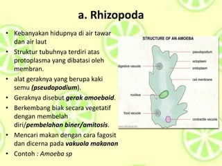 a. Rhizopoda
• Kebanyakan hidupnya di air tawar
dan air laut
• Struktur tubuhnya terdiri atas
protoplasma yang dibatasi oleh
membran.
• alat geraknya yang berupa kaki
semu (pseudopodium).
• Geraknya disebut gerak amoeboid.
• Berkembang biak secara vegetatif
dengan membelah
diri/pembelahan biner/amitosis.
• Mencari makan dengan cara fagosit
dan dicerna pada vakuola makanan
• Contoh : Amoeba sp
 