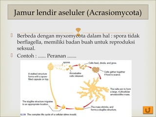 Jamur lendir aseluler (Acrasiomycota)



 Berbeda dengan myxomycota dalam hal : spora tidak
berflagella, memiliki badan buah untuk reproduksi
seksual.
 Contoh : ...... Peranan .......

 