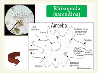 Rhizopoda
(sarcodina)

 