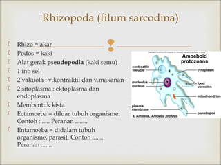 Rhizopoda (filum sarcodina)












Rhizo = akar
Podos = kaki
Alat gerak pseudopodia (kaki semu)
1 inti sel
2 vakuola : v.kontraktil dan v.makanan
2 sitoplasma : ektoplasma dan
endoplasma
Membentuk kista
Ectamoeba = diluar tubuh organisme.
Contoh : ..... Peranan ........
Entamoeba = didalam tubuh
organisme, parasit. Contoh .......
Peranan .......

 