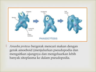 

 Amoeba proteus bergerak mencari makan dengan
gerak amoeboid (menjulurkan pseudopodia dan
mengaitkan ujungnya dan mengeluarkan lebih
banyak sitoplasma ke dalam pseudopodia.

 