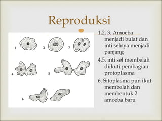 Reproduksi
3. Amoeba
 1,2,menjadi bulat dan

inti selnya menjadi
panjang
4,5. inti sel membelah
diikuti pembagian
protoplasma
6. Sitoplasma pun ikut
membelah dan
membentuk 2
amoeba baru

 