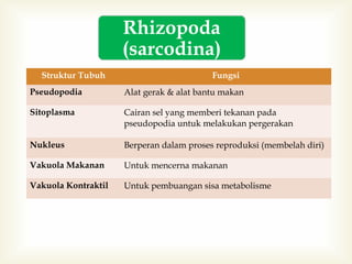 Rhizopoda
(sarcodina)
Struktur Tubuh

Fungsi

Pseudopodia

Alat gerak & alat bantu makan

Sitoplasma

Cairan sel yang memberi tekanan pada
pseudopodia untuk melakukan pergerakan

Nukleus

Berperan dalam proses reproduksi (membelah diri)

Vakuola Makanan

Untuk mencerna makanan

Vakuola Kontraktil

Untuk pembuangan sisa metabolisme

 