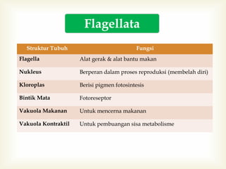 Flagellata
Struktur Tubuh

Fungsi

Flagella

Alat gerak & alat bantu makan

Nukleus

Berperan dalam proses reproduksi (membelah diri)

Kloroplas

Berisi pigmen fotosintesis

Bintik Mata

Fotoreseptor

Vakuola Makanan

Untuk mencerna makanan

Vakuola Kontraktil

Untuk pembuangan sisa metabolisme

 