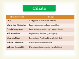 Ciliata
Struktur Tubuh

Fungsi

Cilia

Alat gerak & alat bantu makan

Mulut dan Sitofaring

Jalan masuknya makanan dari luar

Pori/Lubang Anus

Jalan keluarnya sisa hasil metabolisme

Mikronukleus

Reproduksi Seksual (konjugasi)

Makronukleus

Reproduksi Aseksual (membelah diri)

Vakuola Makanan

Untuk mencerna makanan

Vakuola Kontraktil

Untuk pembuangan sisa metabolisme

 