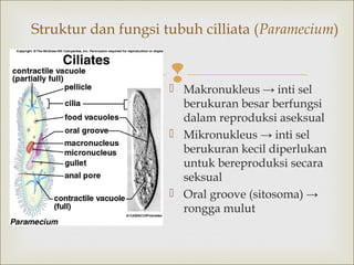 Struktur dan fungsi tubuh cilliata (Paramecium)

Makronukleus → inti sel


berukuran besar berfungsi
dalam reproduksi aseksual
 Mikronukleus → inti sel
berukuran kecil diperlukan
untuk bereproduksi secara
seksual
 Oral groove (sitosoma) →
rongga mulut

 