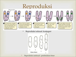 Reproduksi

•



Reproduksi seksual: konjugasi

Reproduksi aseksual : pembelahan biner

 